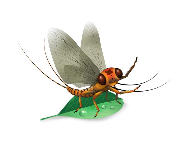 Stonefly