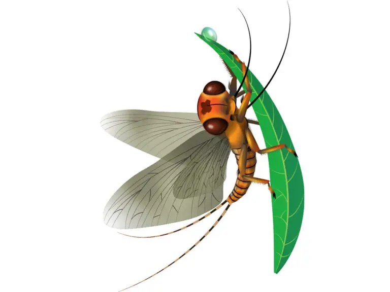 Stonefly Vertical